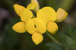 Bird's-foot trefoil